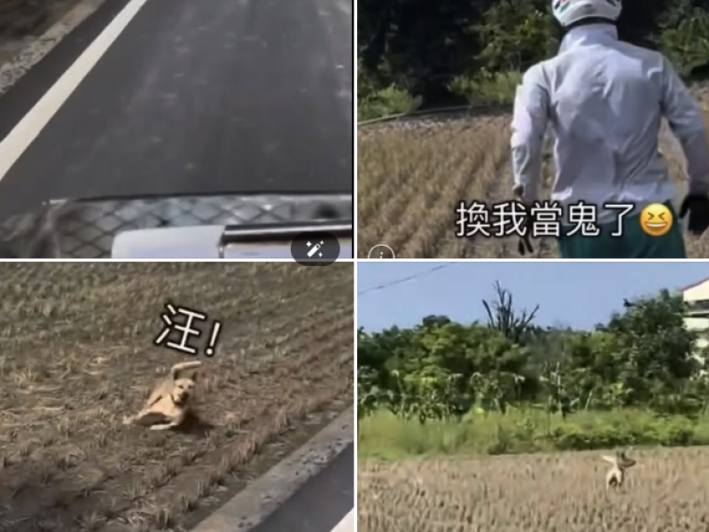 郵差送信奇遇記！牛擋路、狗追逐 台東郵差苦中作樂記錄日常